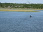 Dolphin in the ICW