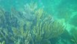 Biscayne Corals