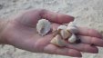 Shells on the Hand