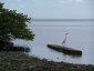 Bird on the beach