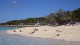 Iguanas on Allans Cays