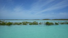 Shroud Cay mangroves