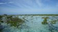 Mangroves in Shalow Waer