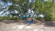 Under the Tree