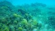 Snorkeling Corals