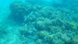 Snorkeling Corals