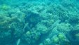 Snorkeling Corals