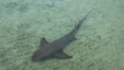 Nurse Shark at the Pier