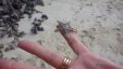 Small Sea Star