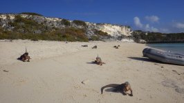 Iguanas at Bitter Guana Cay