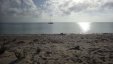 Iguanas on the Beach a Sunset