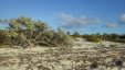 Shrub on Cove Beach