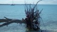 Tree at Stocking Island Beach