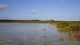 Mangroves of Hoosie Harbour