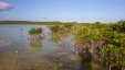Mangroves of Hoosie Harbour