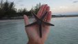 Interesting Starfish