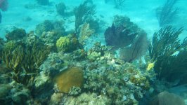 Corals at the Crooked Island