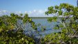 Salt Pond Mangroves