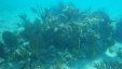 Under Water Corals 3
