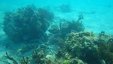 Under Water Corals 4