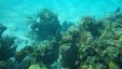 Under Water Corals 5