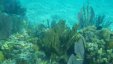 Under Water Corals 6