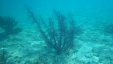 Under Water Coral 7