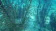 Under Water Corals 8.jpg