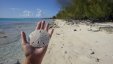 Sand Dollar Shell