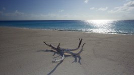 Driftwod at West Plana Cay Beach