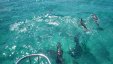 Dolphins Ahead.jpg