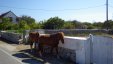 Horses on the Street