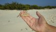 Crab in Hand