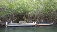 Boat Dock in Mangrooes