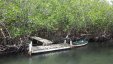 Boat Dock in Mangrooves