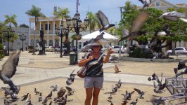 Pigeons in the Cental Park