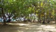 Under Beach Trees