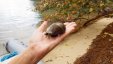 Snail in hand