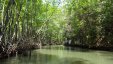 Mangrove River