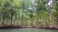 Mangrove River