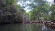 Mangrove River