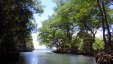 Mangrove River