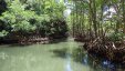 Mangrove River