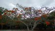 Red Flower Tree