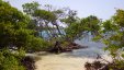 Mangroved bay