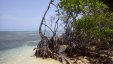 Mangroves