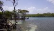 Mangroved Shore