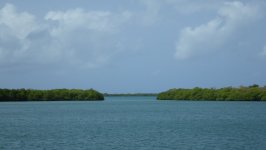 Mangroves of Jobos