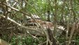 Boat in Mangroves Carried by Hurricane