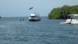 Pelicans Diving